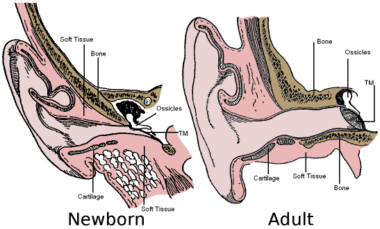Comparison of newborn and adult ears